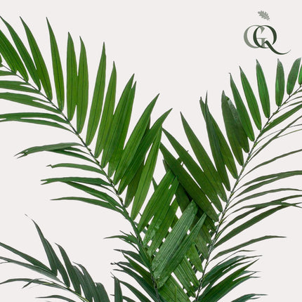 Kentiapalm - 150 cm - Kunstplant