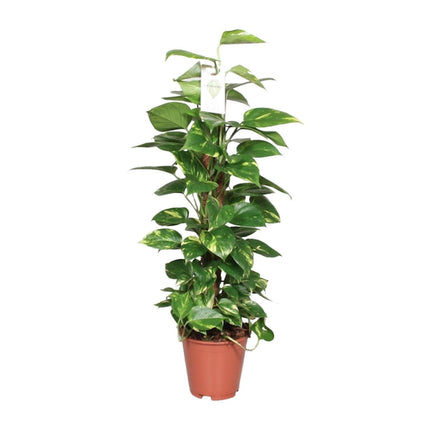 Epipremnum Pinnatum (Drakenklimop) ↑ 80 cm
