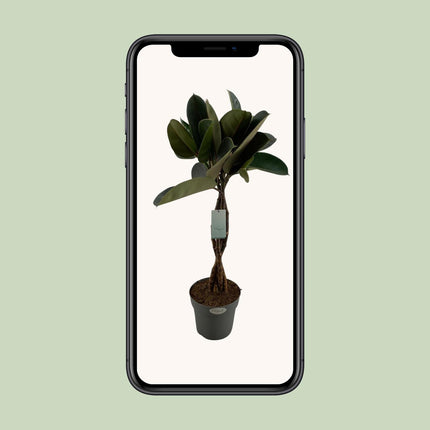 Ficus Elastica Burgundy (Rubber Plant) ↑ 100 cm