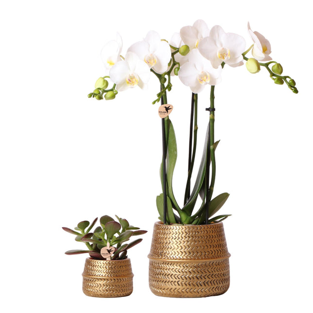 Groove Gold Pflanzenset | Set mit weißer Phalaenopsis Orchidee und kleiner & großer Sukkulente - Goldene Keramiktöpfe inbegriffen