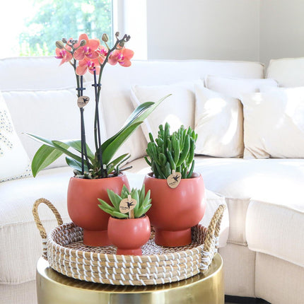 Scandic cadeauset terracotta | Plantenset met oranje Phalaenopsis orchidee en vetplanten - Inclusief keramische potten
