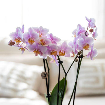 Romantische cadeauset - Plantenset met roze Phalaenopsis Orchidee en Vetplanten - Inclusief keramische potten