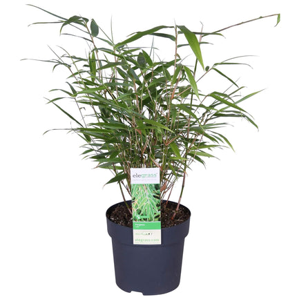 Fargesia rufa (Bamboeplant) ↑ 40cm