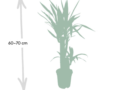 "Yucca Elephantipes (Palmlilie) ↑ 85 cm     "