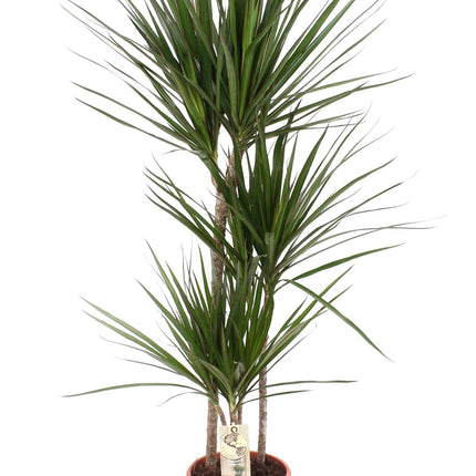 Dracaena Marginata (Drachenblutbaum) ↑ 120 cm