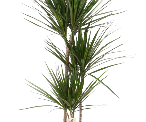 dracena mini Dracaena Marginata (Dragon Tree) ↑ 120 cm – urbanjngl.com