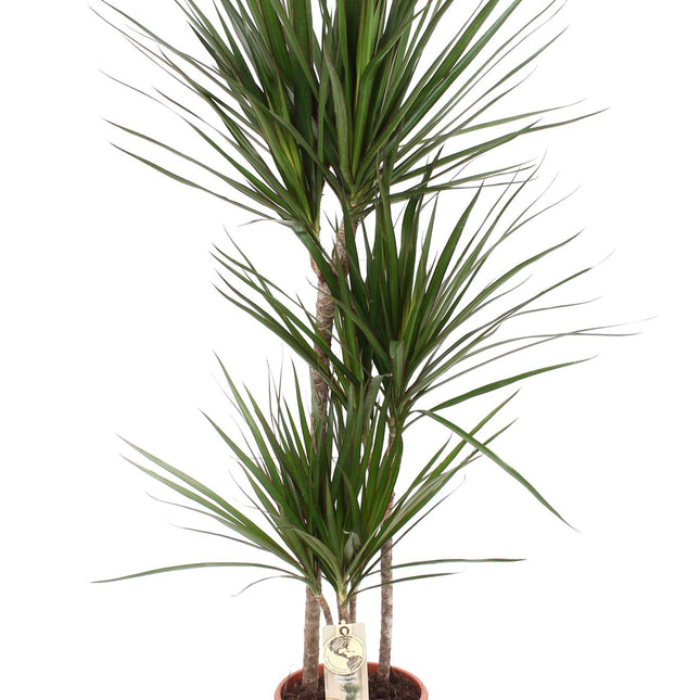 artificial dracaena marginata Dracaena Marginata (Dragon Tree) ↑ 120 cm – urbanjngl.com