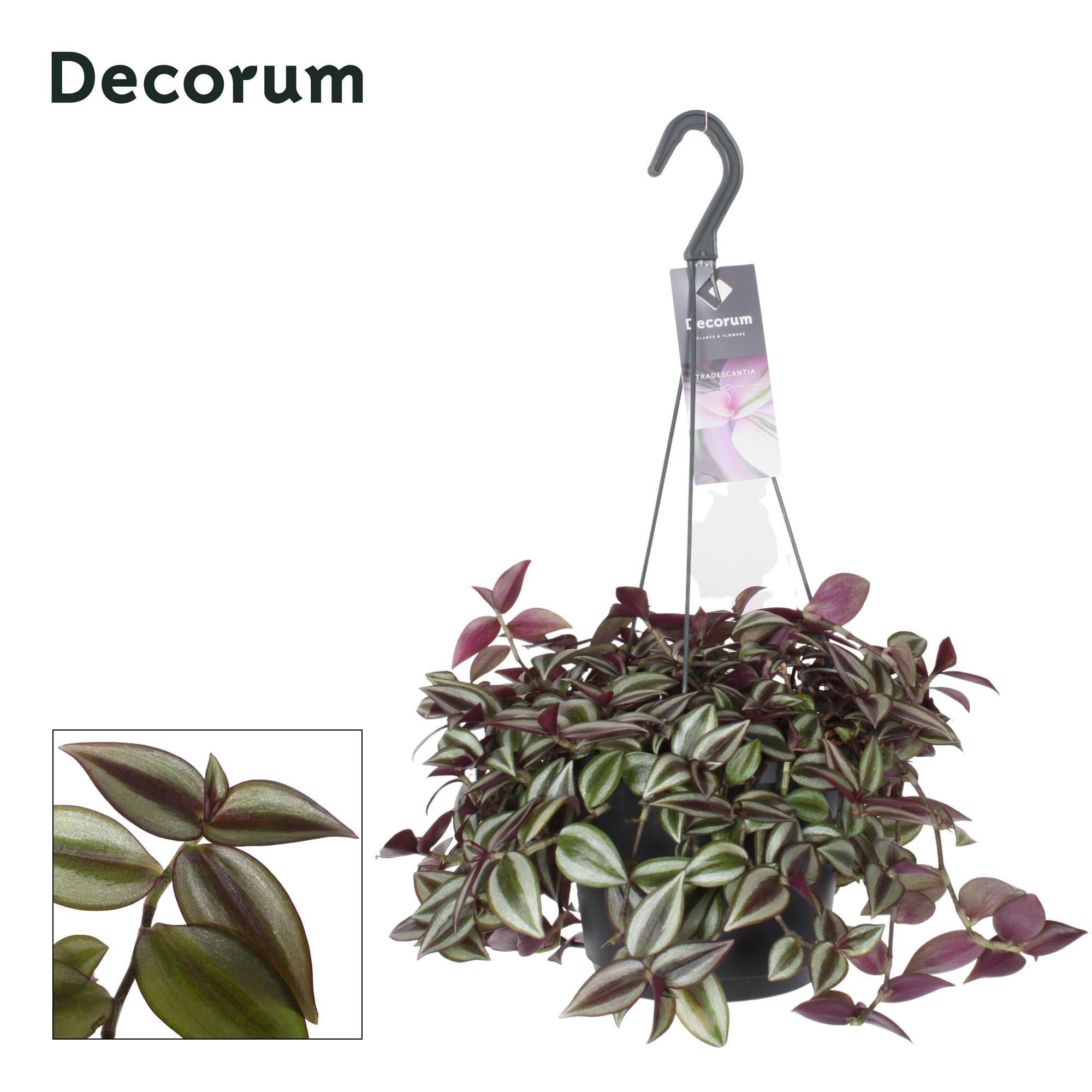 zebrina hanging plant Tradescantia Zebrina Purpusii (Wandering Jew) ↑ 30 cm