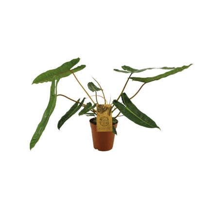 Philodendron Billetiae (Hangplant)↑ 50 cm
