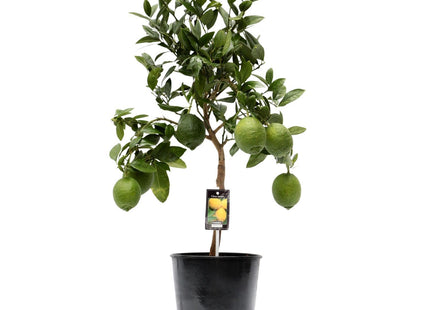 Citrus Lemon (Zitronenbaum) ↑ 80 cm