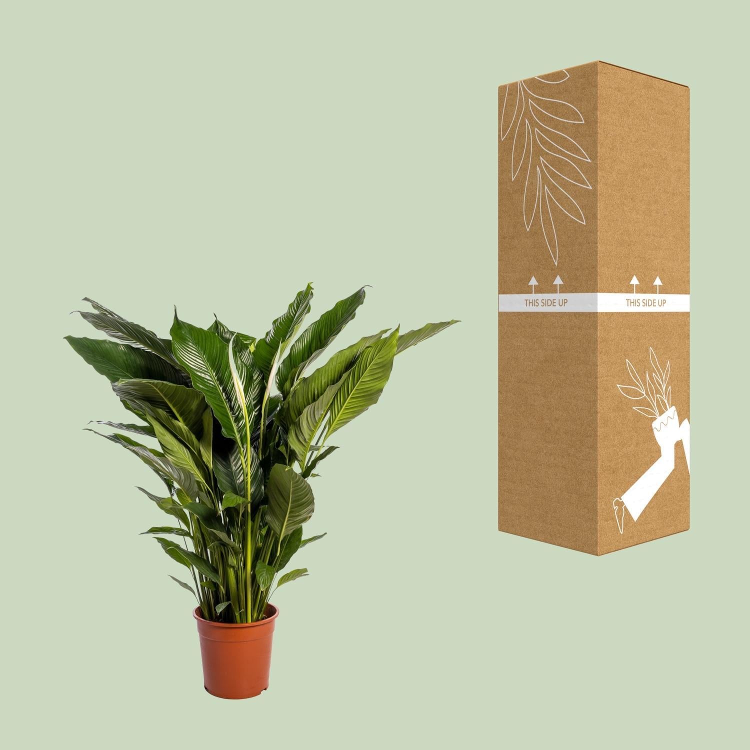 peace lily sebastiano Spathiphyllum Sweet Sebastiano (White Peace Lily) ↑ 110 cm – urbanjngl.com
