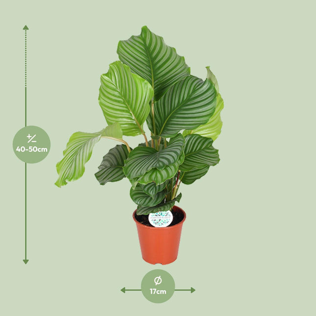 Calathea Orbifolia (Peacock Plant) ↑ 60 cm