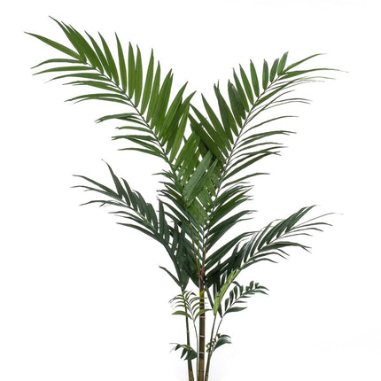 Kentiapalme - 150 cm - Kunstpflanze