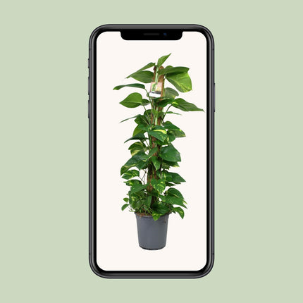 Scindapsus Epipremnum (Dragon Ivy) ↑ 120 cm