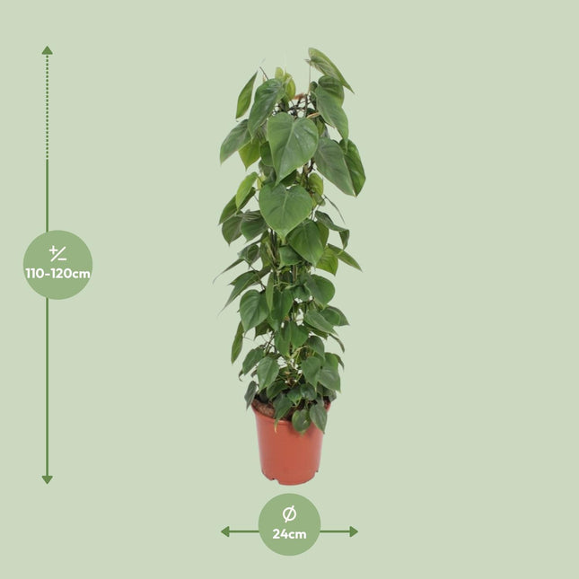 buy heartleaf philodendron Philodendron Scandens (Heartleaf Philodendron) ↑ 120 cm – urbanjngl.com