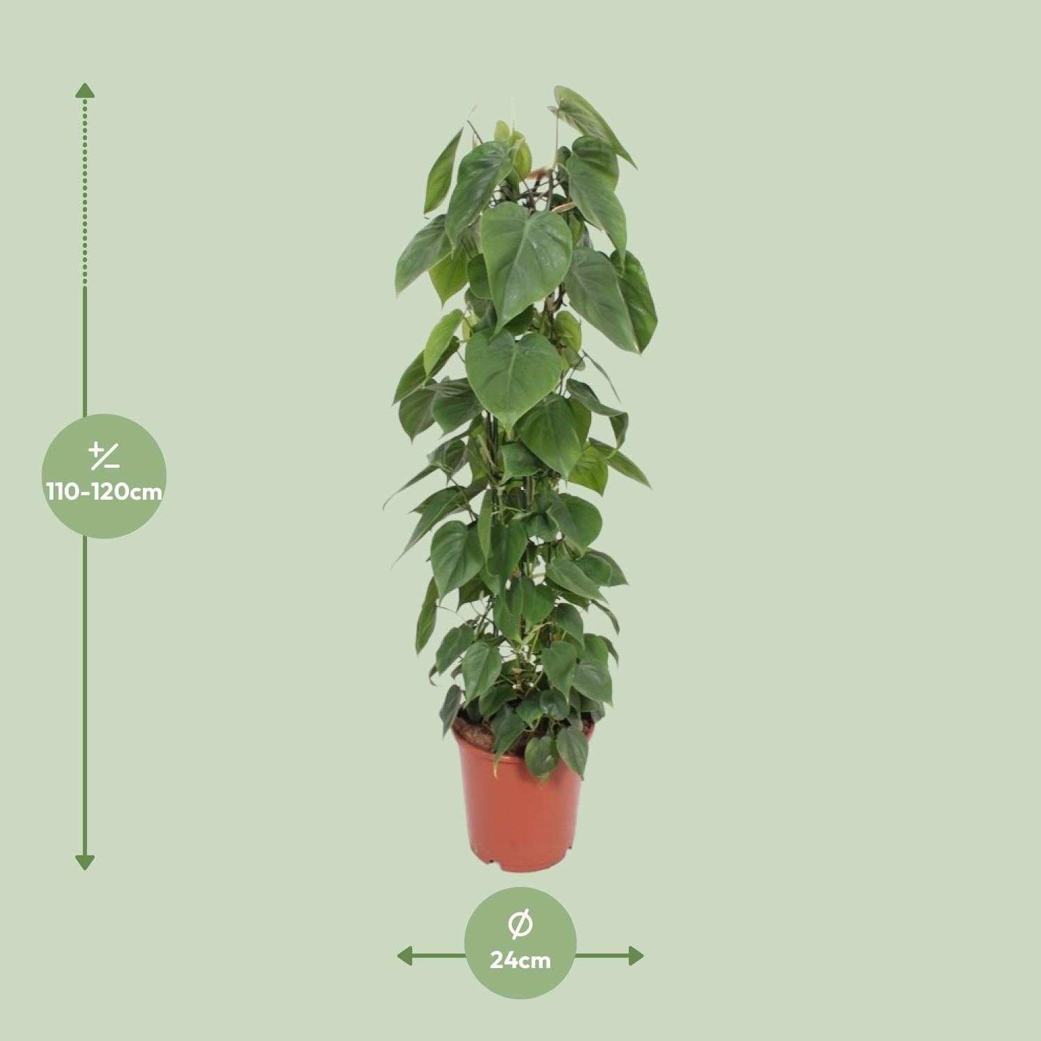 philodendron green scandi Philodendron Scandens (Heartleaf Philodendron) ↑ 120 cm – urbanjngl.com