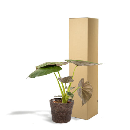 Alocasia Wentii (African Mask Plant) ↑ 19 cm + Basket Igmar