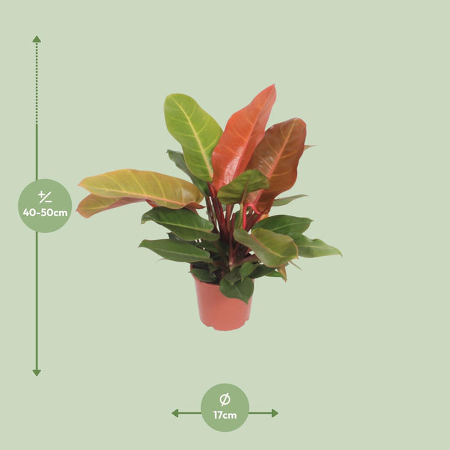 philodendron prince of orange seeds Philodendron Prince of Orange (Heartleaf Philodendron) ↑ 45 cm – urbanjngl.com