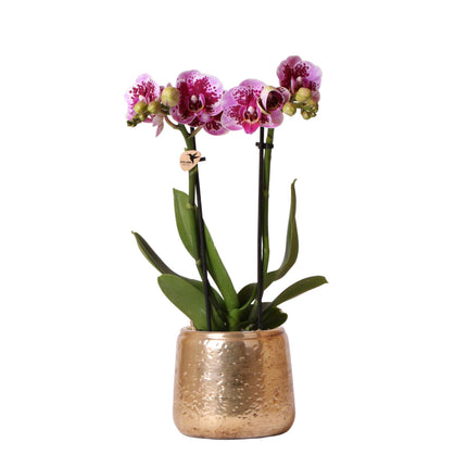 Roze-Paarse Phalaenopsis Orchidee - Luxe Gouden Decoratieve Pot Ø9 cm - ↑ 35 cm
