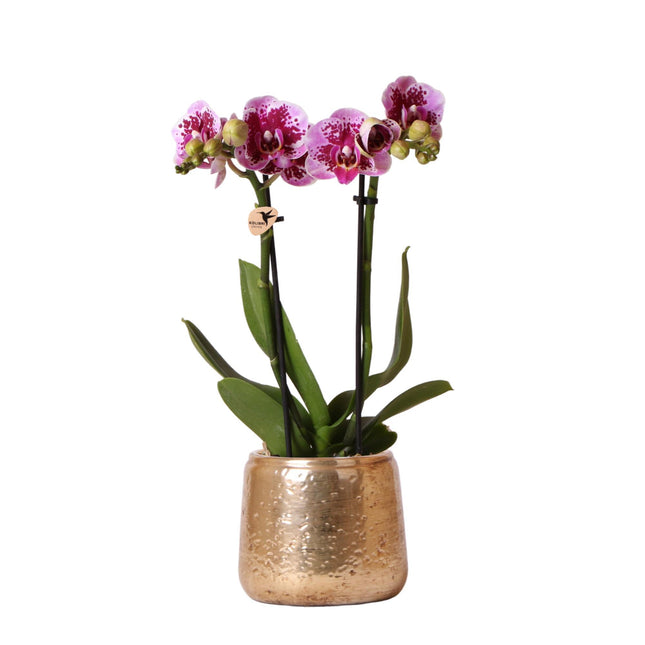 Roze-Paarse Phalaenopsis Orchidee - Luxe Gouden Decoratieve Pot Ø9 cm - ↑ 35 cm