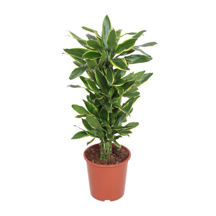 Dracaena Golden Coast (Drachenblutbaum) ↑ 110 cm
