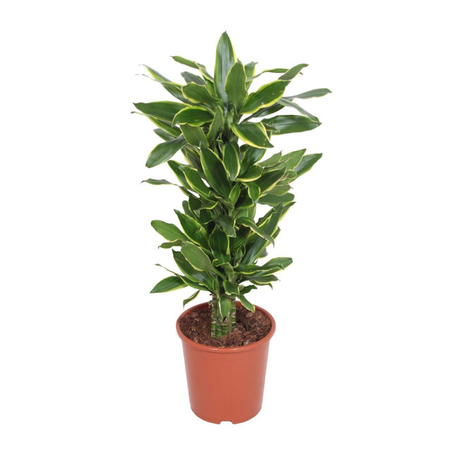 Dracaena Golden Coast (Dragon Tree) ↑ 110 cm