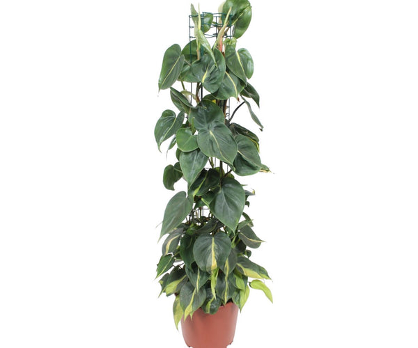 philodendron findens Philodendron Scandens Brasil (Heartleaf Philodendron) ↑ 120 cm – urbanjngl.com