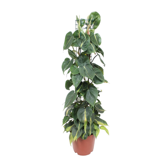 Philodendron Scandens Brasil (Herzblatt-Philodendron) ↑ 120 cm
