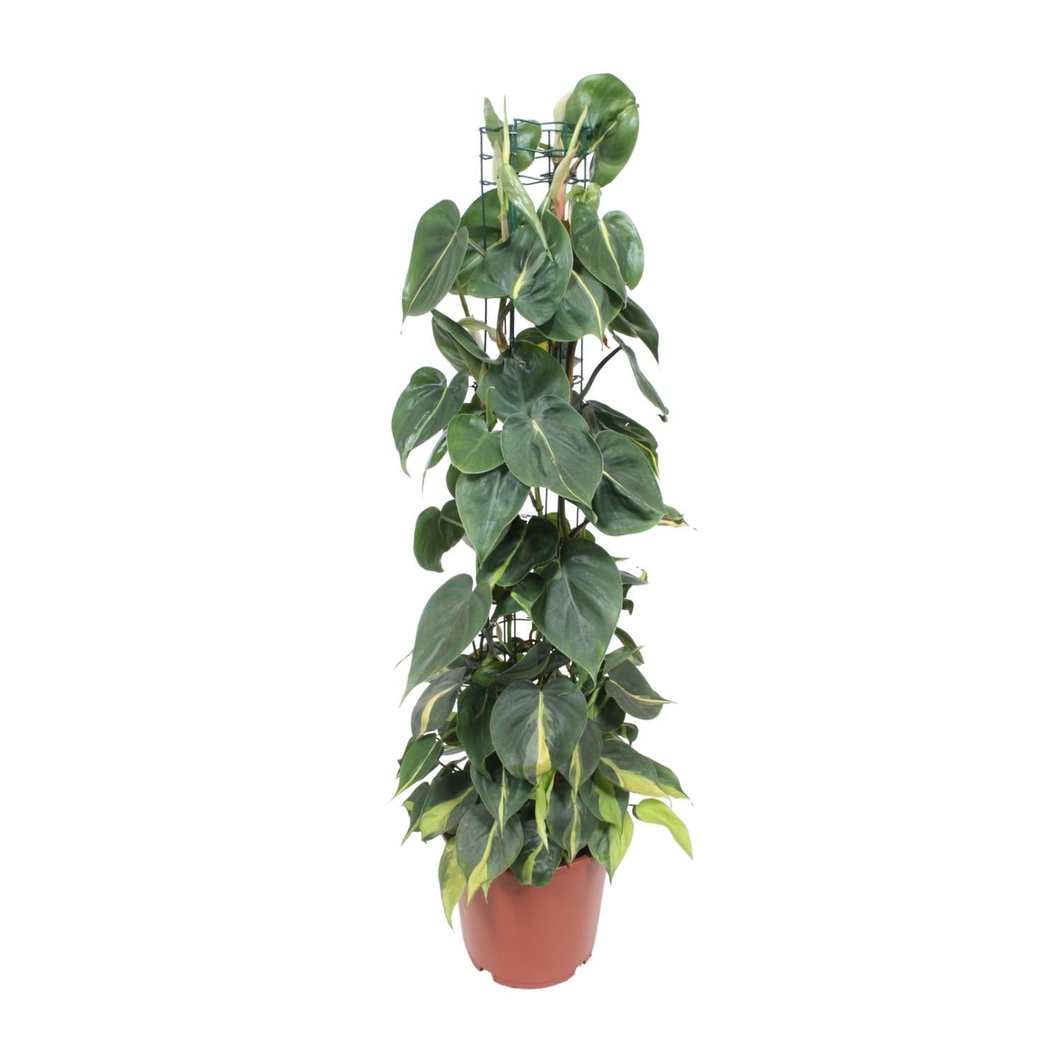 brasil philodendron scandens Philodendron Scandens Brasil (Heartleaf Philodendron) ↑ 120 cm – urbanjngl.com