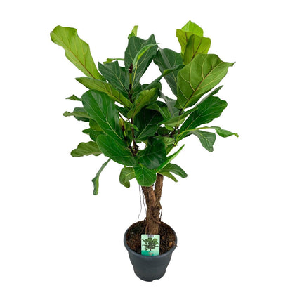 Ficus Lyrata (Geigenfeige) ↑ 100 cm