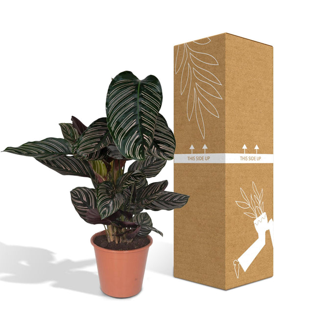 Calathea Ornata (Pinstripe Plant) ↑ 75 cm