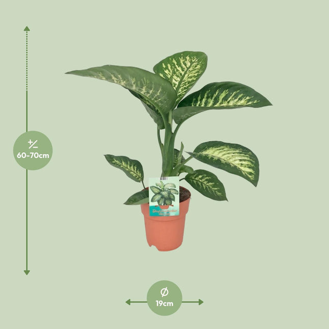 dieffenbachia seguine tropic snow Dieffenbachia Seguine Tropic Snow (Dumb Cane) ↑ 70 cm – urbanjngl.com
