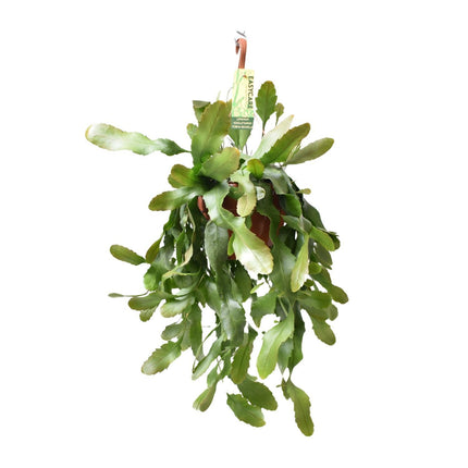 Lepismium Houlletianum Forma Regnellii (Hangplant) ↑ 70 cm