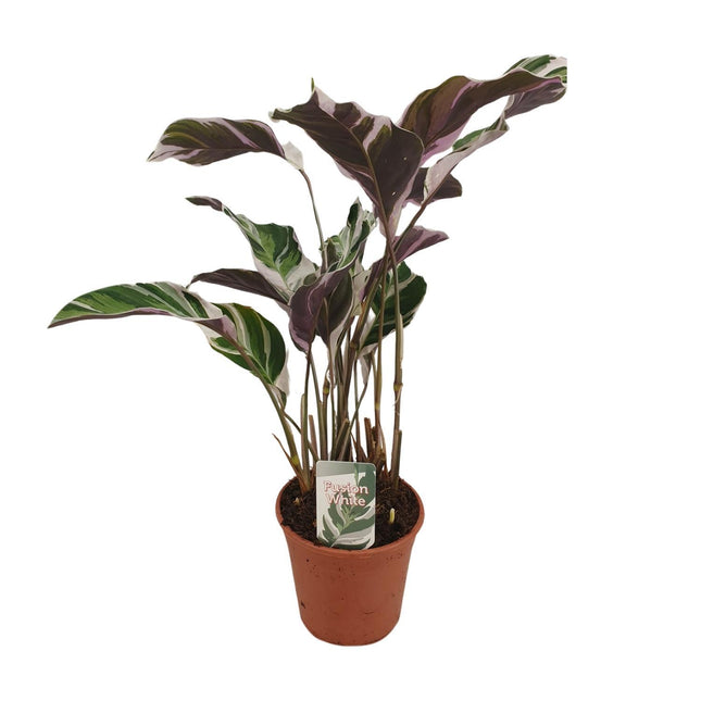 Calathea Fusion White Basic (Peacock Plant) ↑ 40 cm