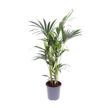 Howea Forsteriana (Kentiapalme) ↑ 75 cm