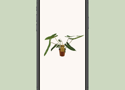 Philodendron Billetiae (Hängepflanze) ↑ 50 cm