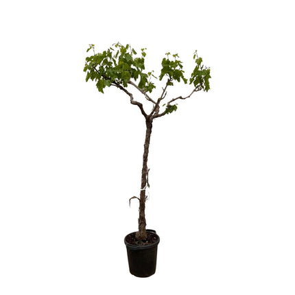 Vitis Vinifera (Druivenboom) ↑ 200cm