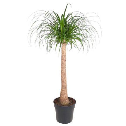 Beaucarnea (Ponytail Palm) ↑ 130cm