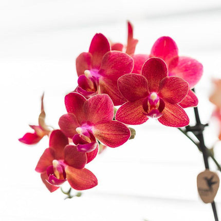 Rote Phalaenopsis-Orchidee - Congo + Diabolo-Travertin - Topfgröße Ø9 cm | Blühende Zimmerpflanze
