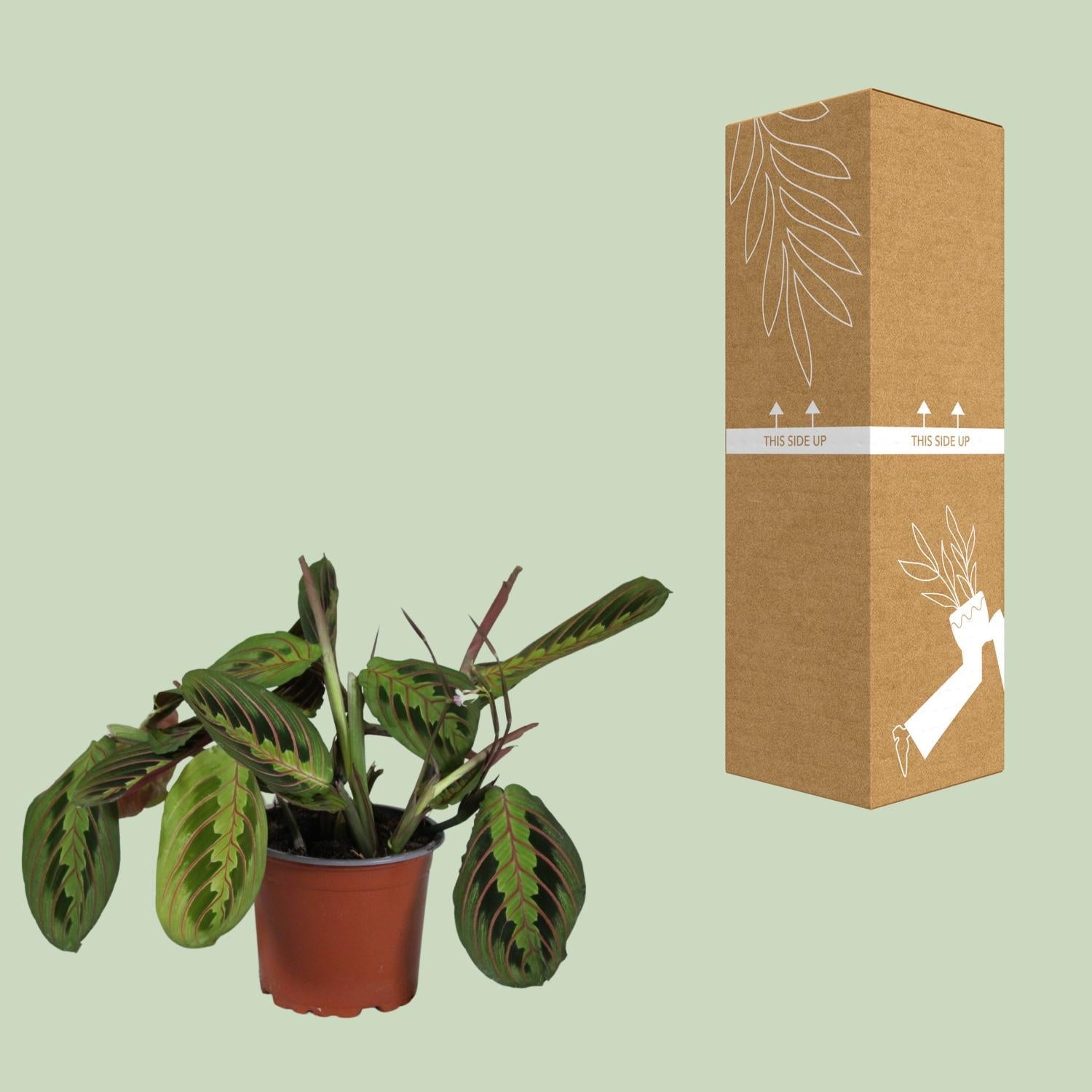 Maranta Lemon Lime (Gebedsplant) kopen Maranta Lemon Lime (Gebedsplant) kopen