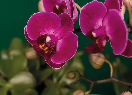 Geschenkset Hotel Chic| Pflanzenset mit zwei Phalaenopsis-Orchideen und Sukkulenten inkl. Keramieken Sierpotten