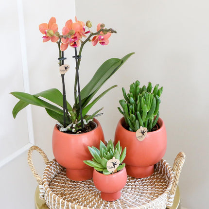Geschenkset Scandic Terrakotta | Pflanzenset mit orangefarbener Phalaenopsis-Orchidee und Sukkulenten inkl. Keramieken Sierpotten