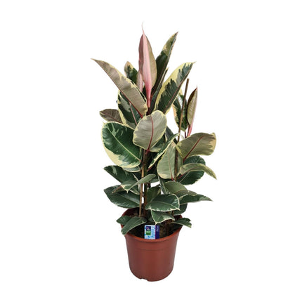Ficus Elastica Tineke (Rubberplant) ↑ 85 cm
