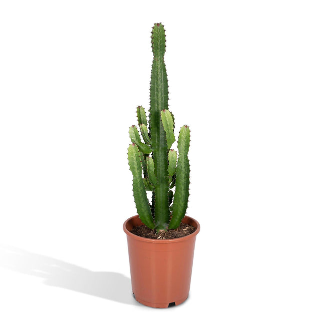 Euphorbia Acrurensis (Cowboy Cactus) ↑ 60 cm