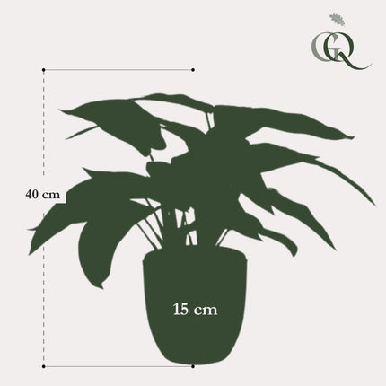 Calathea Zebrina - Schattenpflanze - 38 cm - Kunstpflanze