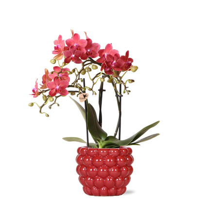 Rode Phalaenopsis orchidee - Congo + Berry pot - potmaat Ø9 cm - 40 cm 