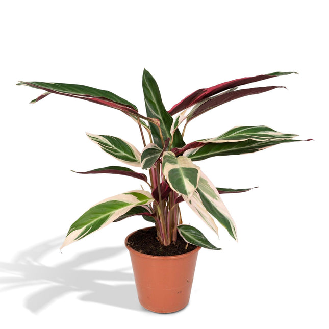 Calathea Triostar (Peacock Plant) ↑ 70 cm