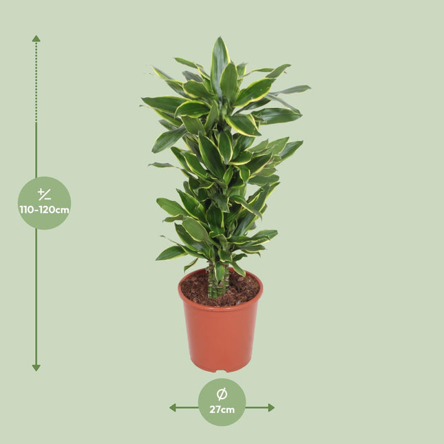 Dracaena Golden Coast (Dragon Tree) ↑ 110 cm