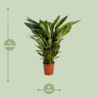 peace lily sebastiano Spathiphyllum Sweet Sebastiano (White Peace Lily) ↑ 110 cm – urbanjngl.com