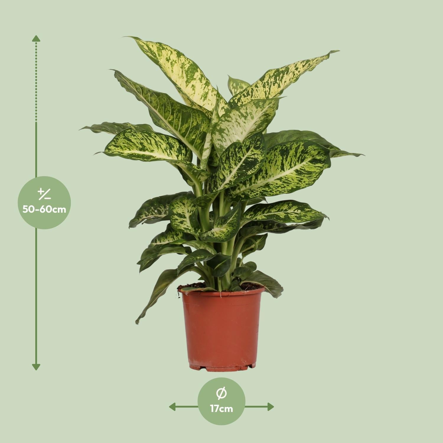 dieffenbachia compacta dumb cane plant Dieffenbachia Mars (Dumb Cane) ↑ 50 cm – urbanjngl.com